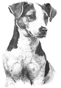 Jack Russell Terrier fine art dog print by Mike Sibley