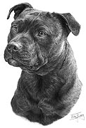 Staffordshire Bull Terrier fine art dog print by Mike Sibley