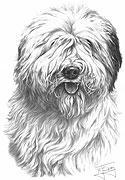 Old English Sheepdog fine art dog print by Mike Sibley
