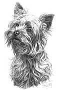 Yorkshire Terrier fine art print by Mike Sibley
