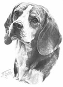 Beagle fine art dog print by Mike Sibley