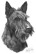 Scottish Terrier fine art dog print by Mike Sibley