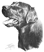 Black Labrador fine art dog print by Mike Sibley