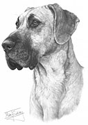 Great Dane fine art dog print by Mike Sibley