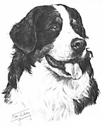 Bernese Mountain Dog fine art dog print by Mike Sibley