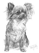 Long Hair Chihuahua fine art dog print by Mike Sibley