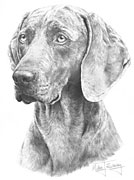 Weimaraner fine art dog print by Mike Sibley