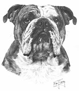 Bulldog fine art dog print by Mike Sibley