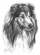 Rough Collie fine art print by Mike Sibley
