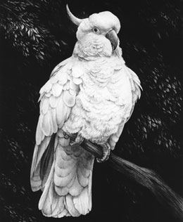 Sulphur-crested Cockatoo fine art graphite pencil dog print by Mike Sibley