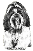 Shih Tzu dog print by Mike Sibley
