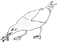 Rough graphite pencil sketch of seagull