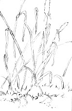 grass negative drawing