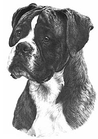 Boxer drawing © William Bacon