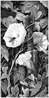 'Bindweed and Hoverfly' by Mike Sibley
