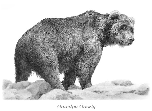 'Grandpa Grizzly' by Mike Sibley
