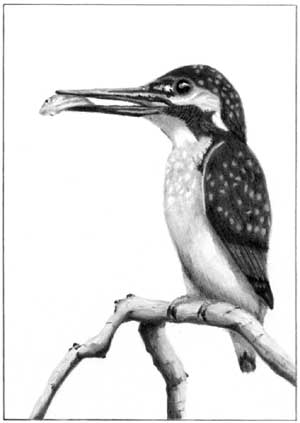 Grahame's Kingfisher graphite pencil drawing
