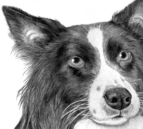 Detail from Kathryn's Border Collie and Duck graphite pencil drawing