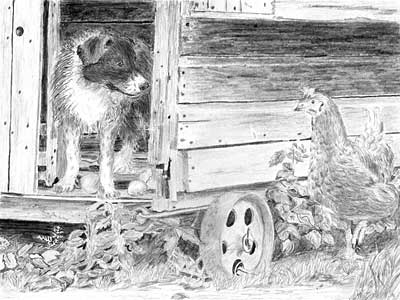 Norma's Border Collie Pup and Hen graphite pencil drawing