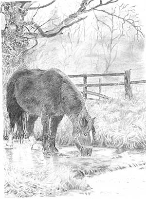 Norma's Tom the horse graphite pencil drawing