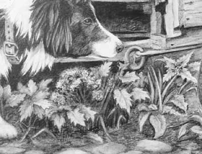 The foliage in Pauline's Border Collie and Duck graphite pencil drawing