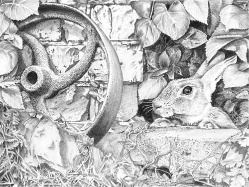 Peter Rabbit drawing