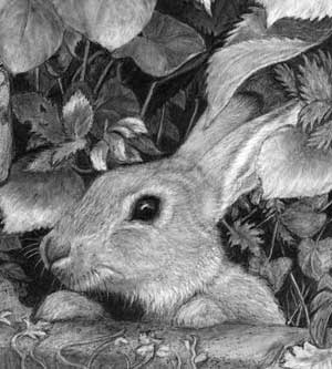Rabbit detail