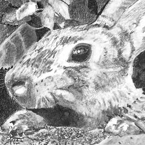 Rabbit - drawing critique