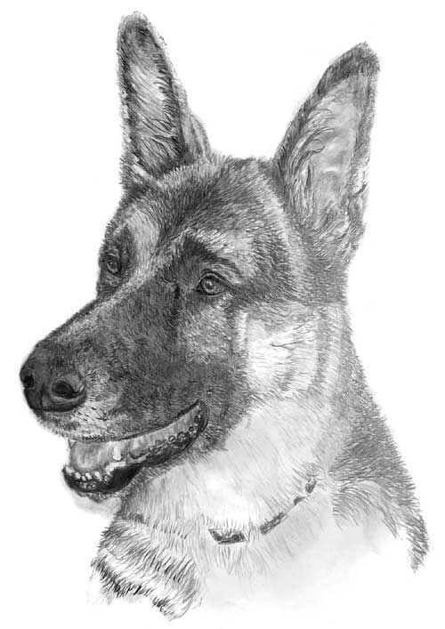 Cherin - German Shepherd Dog pencil drawing