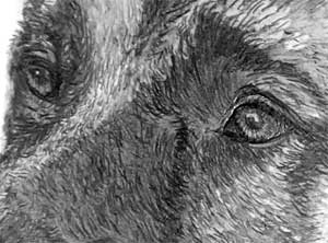 detail of the GSD's eyes