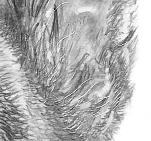 detail of the GSD's ear