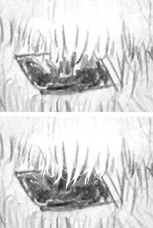 detail of the GSD's collar with negative drawing example
