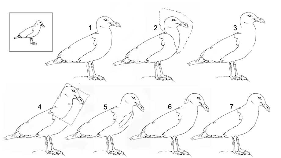 Photoshop steps to altering the pose of a gull