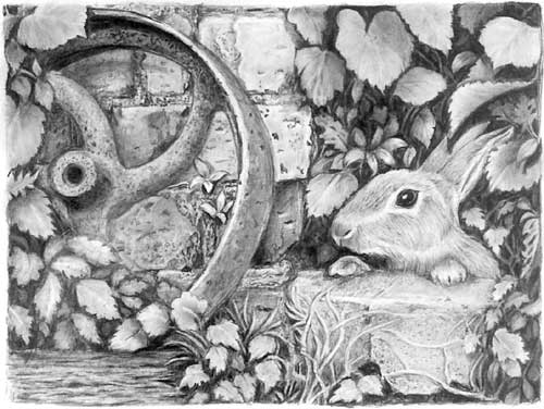 Elaine - Rabbit pencil drawing