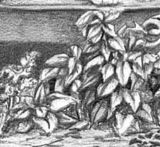 Elizabeth's foreground foliage