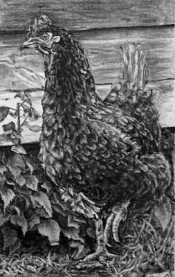 Henrietta the hen in Jamie's pencil drawing