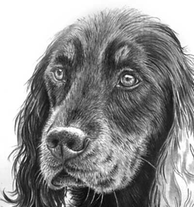 Gordon Setter pencil drawing head with white content darkened to provide solidity