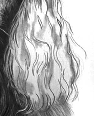 Detail of Gordon Setter's ear with 