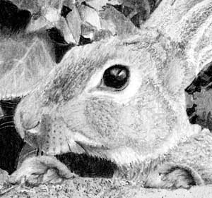 The rabbit in Michael's pencil drawing