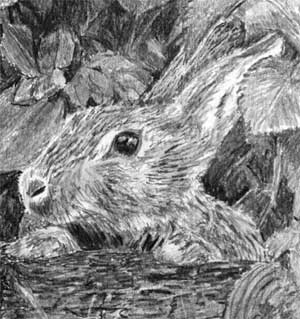 The rabbit in Quwatha's pencil drawing
