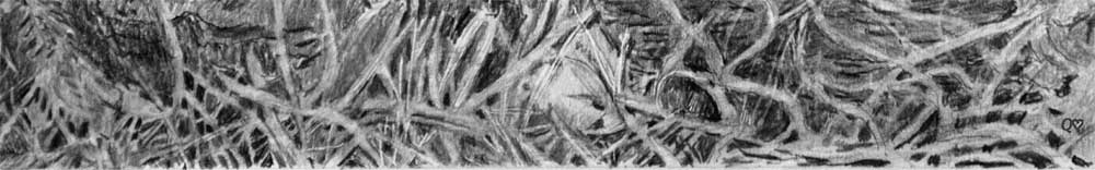 Negatively drawn grass in Quwatha's pencil drawing