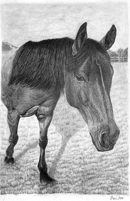 Tricia's Horse drawing