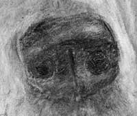 detail of dog's nose