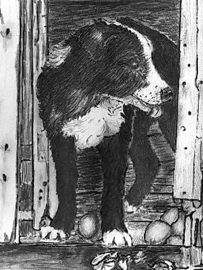 Improvements to Robbie the Border Collie pup in Ange's pencil drawing