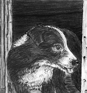 Robbie the dog in Ange's pencil drawing
