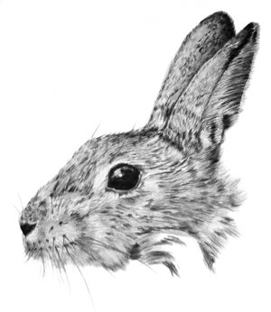 Wild rabbit drawing