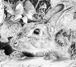 Wild rabbit drawing