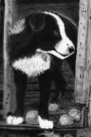 detail of Border Collie pup