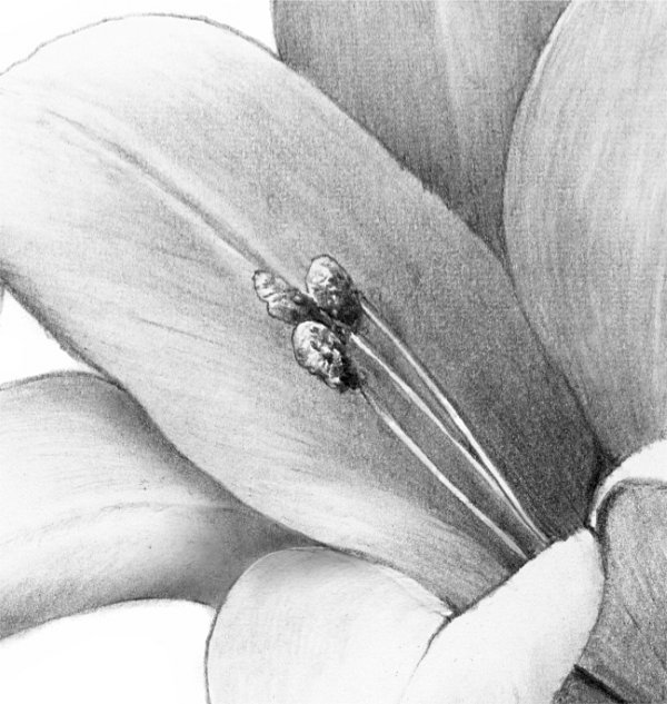 Detail of anthers in pencil drawing of a Lily