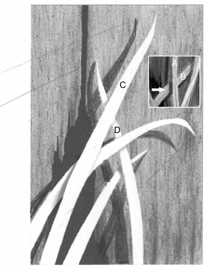 Creating the cast shadows of leaves against a wall